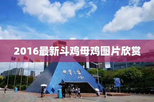 2016最新斗鸡母鸡图片欣赏