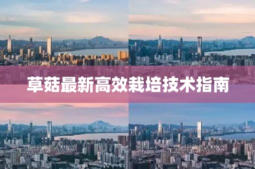 草菇最新高效栽培技术指南
