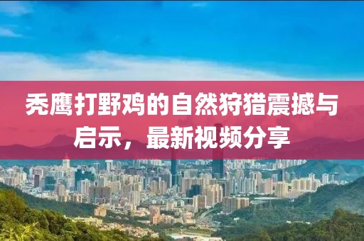 秃鹰打野鸡的自然狩猎震撼与启示，最新视频分享