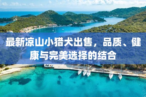 最新凉山小猎犬出售，品质、健康与完美选择的结合