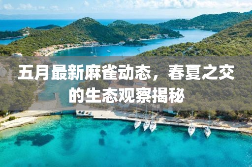 五月最新麻雀动态，春夏之交的生态观察揭秘