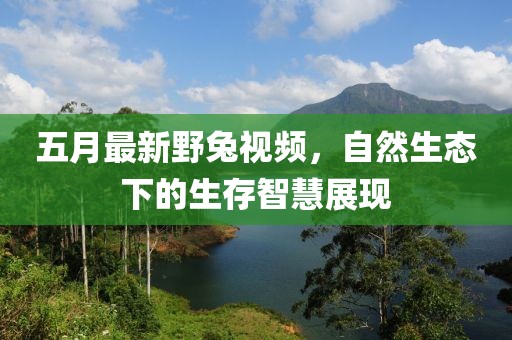 五月最新野兔视频，自然生态下的生存智慧展现