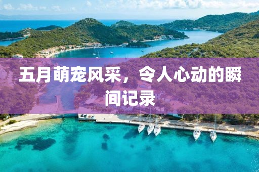 五月萌宠风采，令人心动的瞬间记录