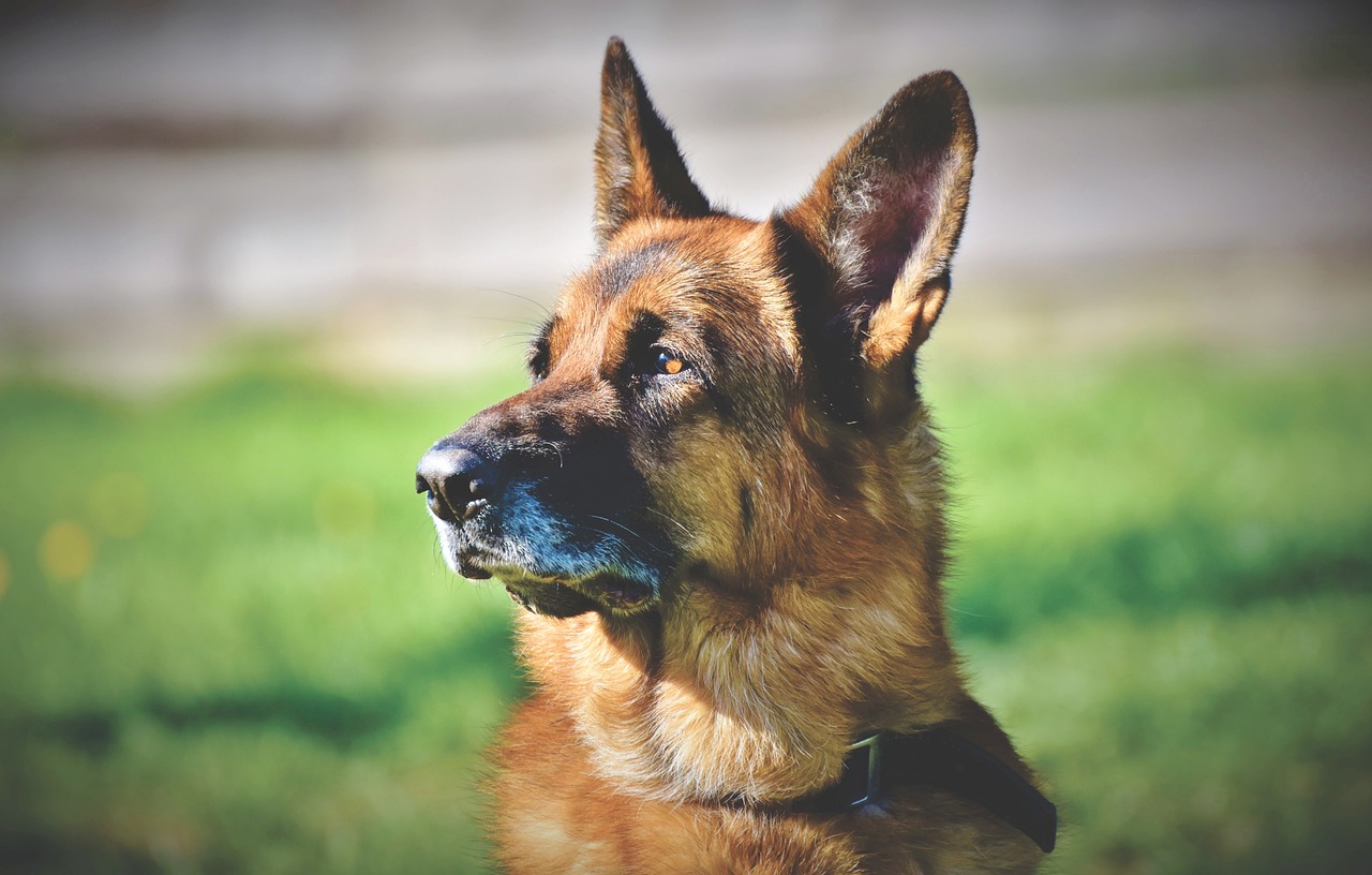 品质卓越、值得信赖的最新打猪犬出售