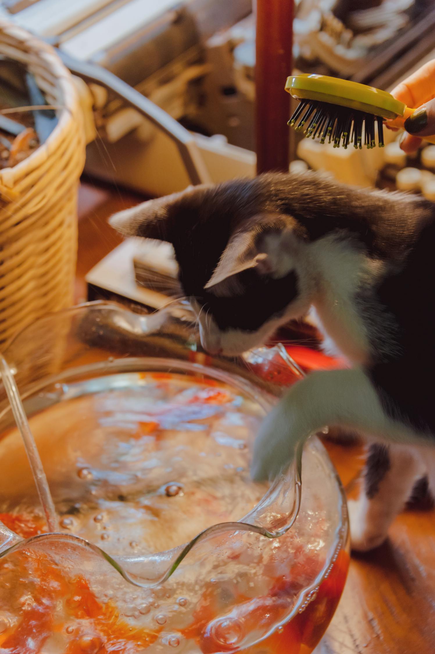 探索最新3D老猫的魅力，技术与艺术的完美融合