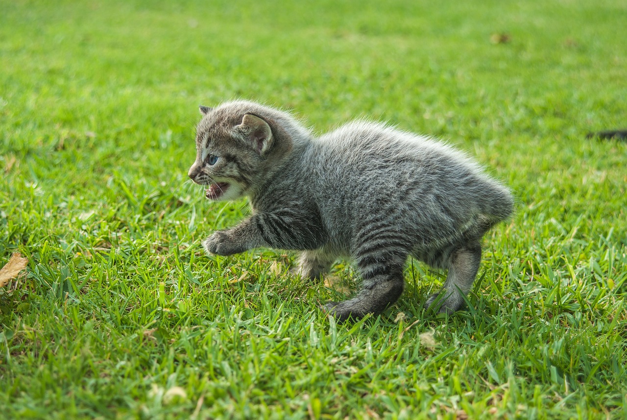 猫咪软件官网最新版，探索猫咪世界的全新互动体验