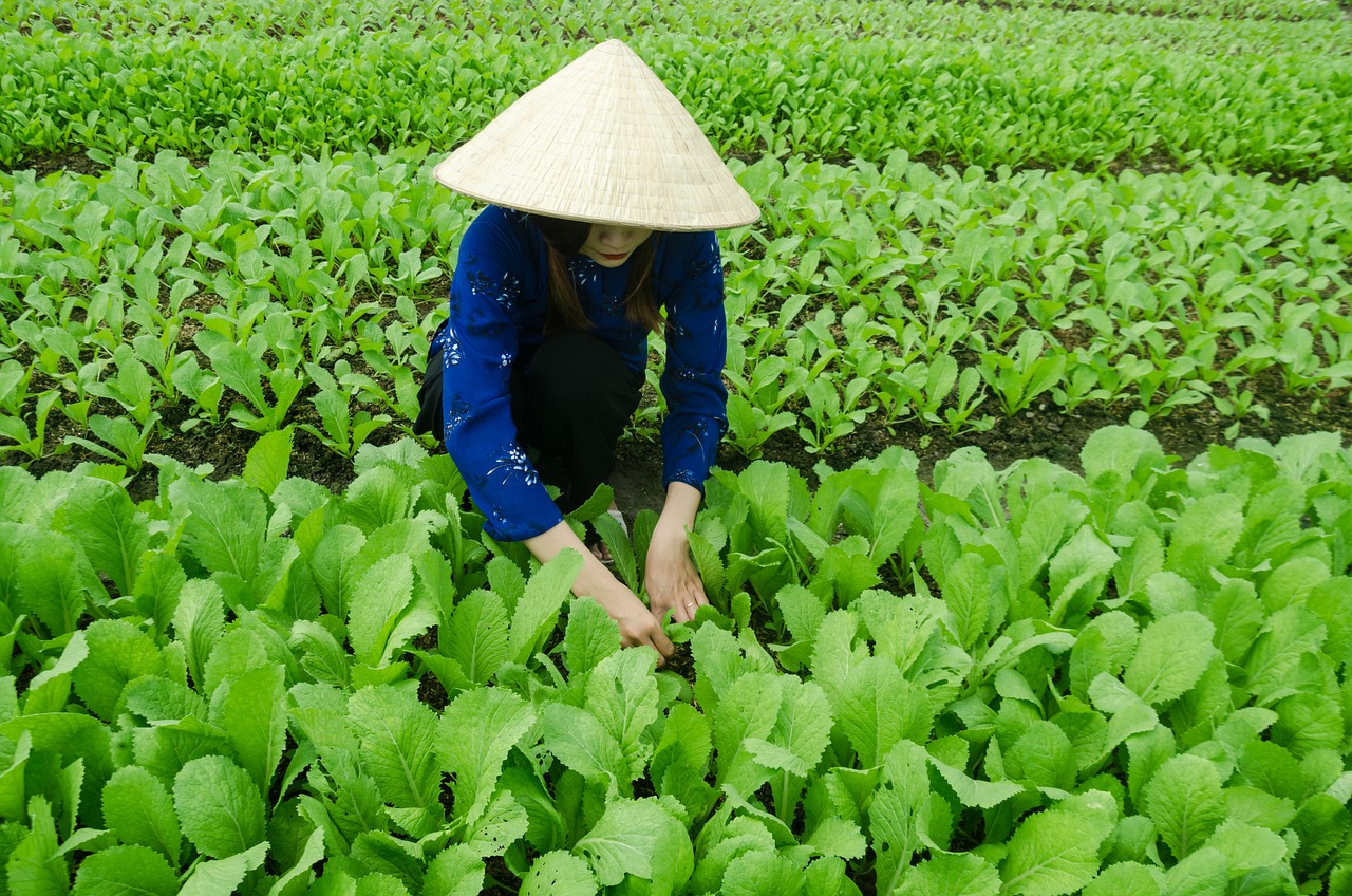 新野蔬菜最新价格概览与动态分析